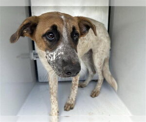 Mutt Dogs for adoption in Houston, TX, USA