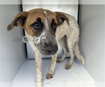 A663195 - Female Mutt Dog for Adoption - Small photo