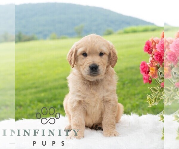 Medium Photo #5 Golden Retriever Puppy For Sale in NEWPORT, PA, USA