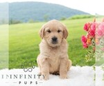 Small #4 Golden Retriever
