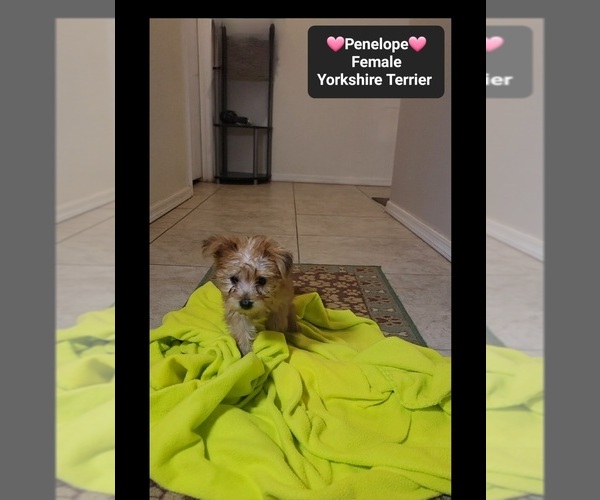 Medium Photo #3 Yorkshire Terrier Puppy For Sale in TUCSON, AZ, USA