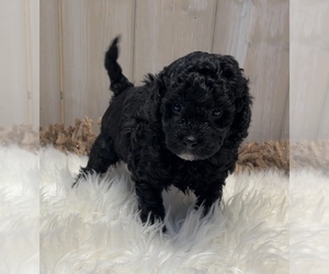 Medium Poodle (Miniature)