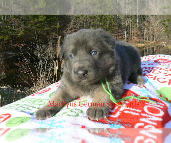 Medium Photo #3 German Shepherd Dog Puppy For Sale in PIEDMONT, MO, USA