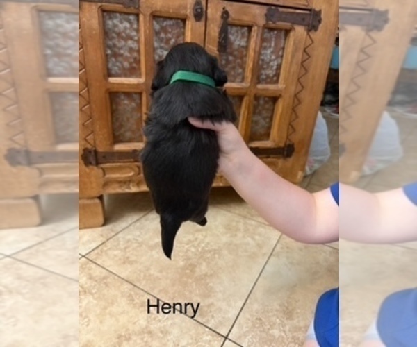 Medium Photo #5 Shih Apso Puppy For Sale in SCOTTSDALE, AZ, USA