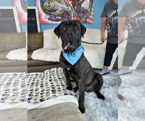 Medium Photo #3 Mastiff Puppy For Sale in Goodyear, AZ, USA