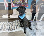 Small #2 Mastiff