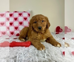 Golden Retriever Puppy for sale in GREENFIELD, IN, USA