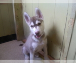 Small Photo #5 Siberian Husky Puppy For Sale in PATERSON, NJ, USA