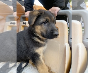 German Shepherd Dog Puppy for sale in AUBURN, WA, USA