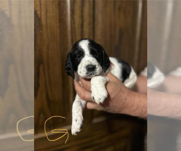 Medium Photo #1 English Springer Spaniel Puppy For Sale in BOYD, WI, USA