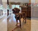 Small #5 American Pit Bull Terrier-Retriever  Mix