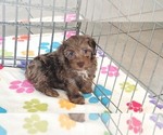 Small #13 Cockapoo (Toy)-Poodle (Toy) Mix