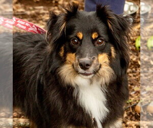 Australian Shepherd-Unknown Mix Dogs for adoption in Canton, CT, USA