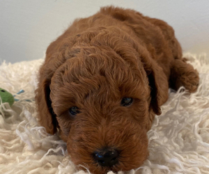 Goldendoodle (Miniature) Puppy for sale in MOUNTAIN HOME, TX, USA