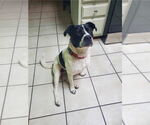 Small #3 Border Collie Mix
