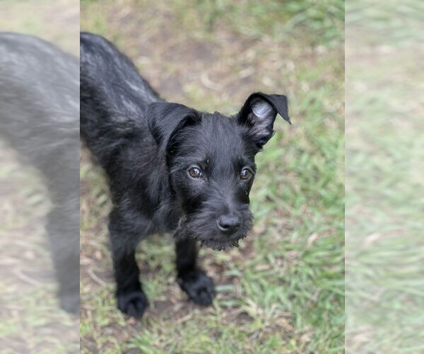 Medium Photo #4 Jack Russell Terrier-Unknown Mix Puppy For Sale in San Diego, CA, USA