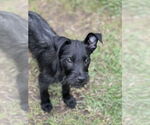 Small #3 Jack Russell Terrier Mix