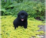Puppy 7 Golden Retriever-Keeshond Mix
