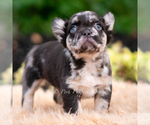 Small Photo #13 French Bulldog Puppy For Sale in WARSAW, IN, USA