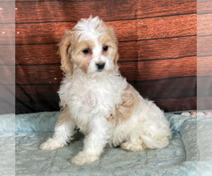 Medium Cavachon