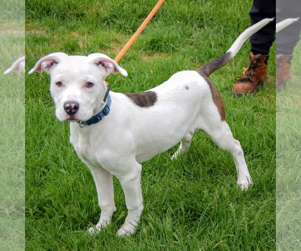 Medium Photo #4 American Staffordshire Terrier-Boxer Mix Puppy For Sale in Huntley, IL, USA