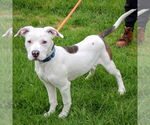 Small #3 American Staffordshire Terrier-Boxer Mix