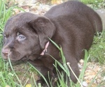 Small Photo #13 Labrador Retriever Puppy For Sale in MANSFIELD, MO, USA