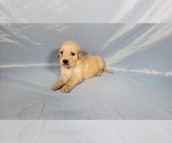 Medium Photo #5 Golden Retriever Puppy For Sale in FALCON, CO, USA