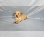 Small #4 Golden Retriever