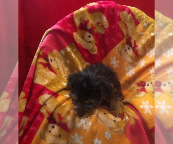 Medium Photo #5 Yorkshire Terrier Puppy For Sale in PATERSON, NJ, USA