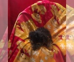 Small #4 Yorkshire Terrier
