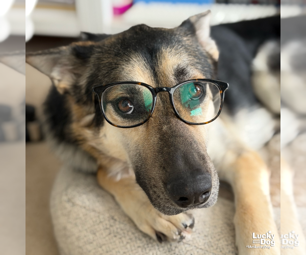 Medium Photo #17 German Shepherd Dog-Unknown Mix Puppy For Sale in Washington, DC, USA