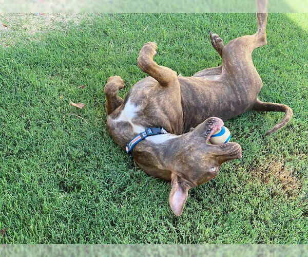 Medium Photo #7 American Pit Bull Terrier-Unknown Mix Puppy For Sale in Redlands, CA, USA