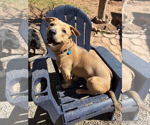 CANE - Male American Pit Bull Terrier-Labrador Retriever Mix Dog for Adoption - Photo #3
