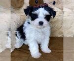 Small Morkie