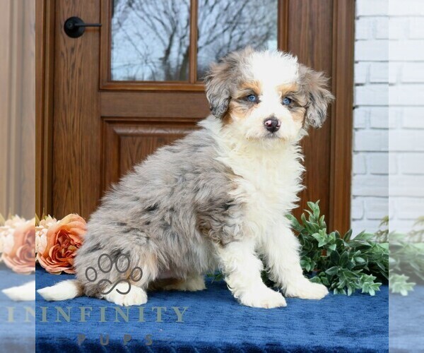 Medium Photo #4 Bernedoodle (Miniature) (+ Poodle Miniature) Puppy For Sale in NARVON, PA, USA