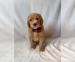 Small #7 Goldendoodle