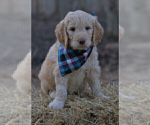 Medium Photo #1 Goldendoodle Puppy For Sale in MORELAND, GA, USA