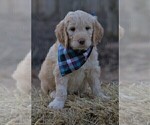 Small Photo #1 Goldendoodle Puppy For Sale in MORELAND, GA, USA