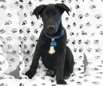 Small Photo #8 Shepweiller Puppy For Sale in Corona, CA, USA