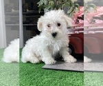 Small #1 Bichon Frise