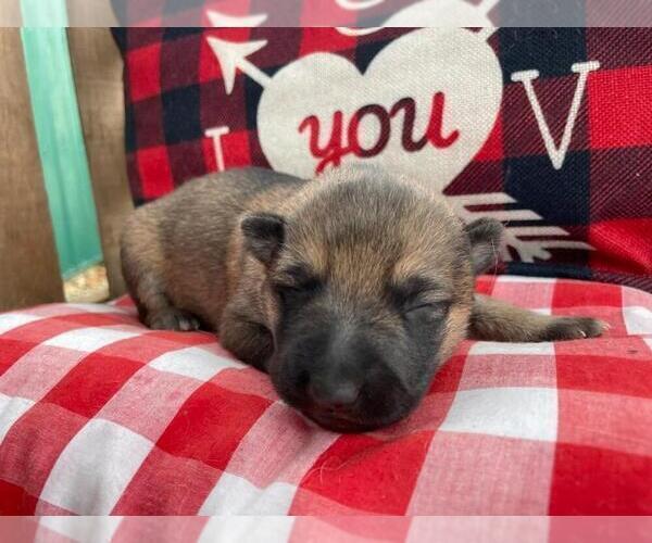Medium Photo #9 German Shepherd Dog Puppy For Sale in MARION, IL, USA