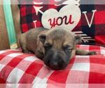 Small Photo #9 German Shepherd Dog Puppy For Sale in MARION, IL, USA
