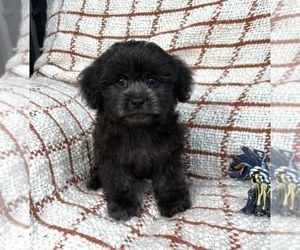 Maltipoo Puppy for sale in FRANKLIN, IN, USA
