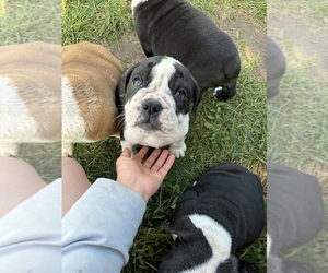 Olde English Bulldogge Puppy for sale in SIOUX FALLS, SD, USA