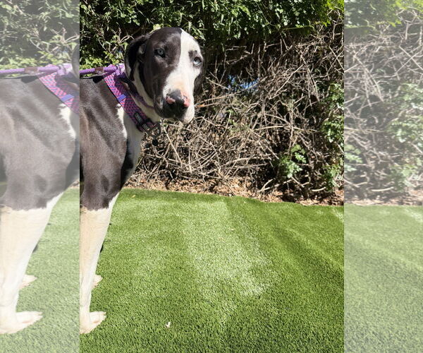 Medium Photo #3 Great Dane Puppy For Sale in Goodyear, AZ, USA