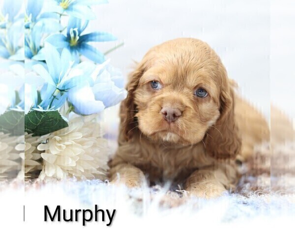 Medium Photo #19 Cocker Spaniel Puppy For Sale in LOYAL, WI, USA