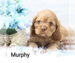 Small Photo #19 Cocker Spaniel Puppy For Sale in LOYAL, WI, USA
