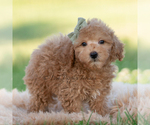 Small Photo #15 Goldendoodle (Miniature) Puppy For Sale in WARSAW, IN, USA