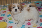 Small Photo #1 Lhasa Apso Puppy For Sale in ORO VALLEY, AZ, USA